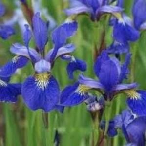 Meet your Posher, Sylvie